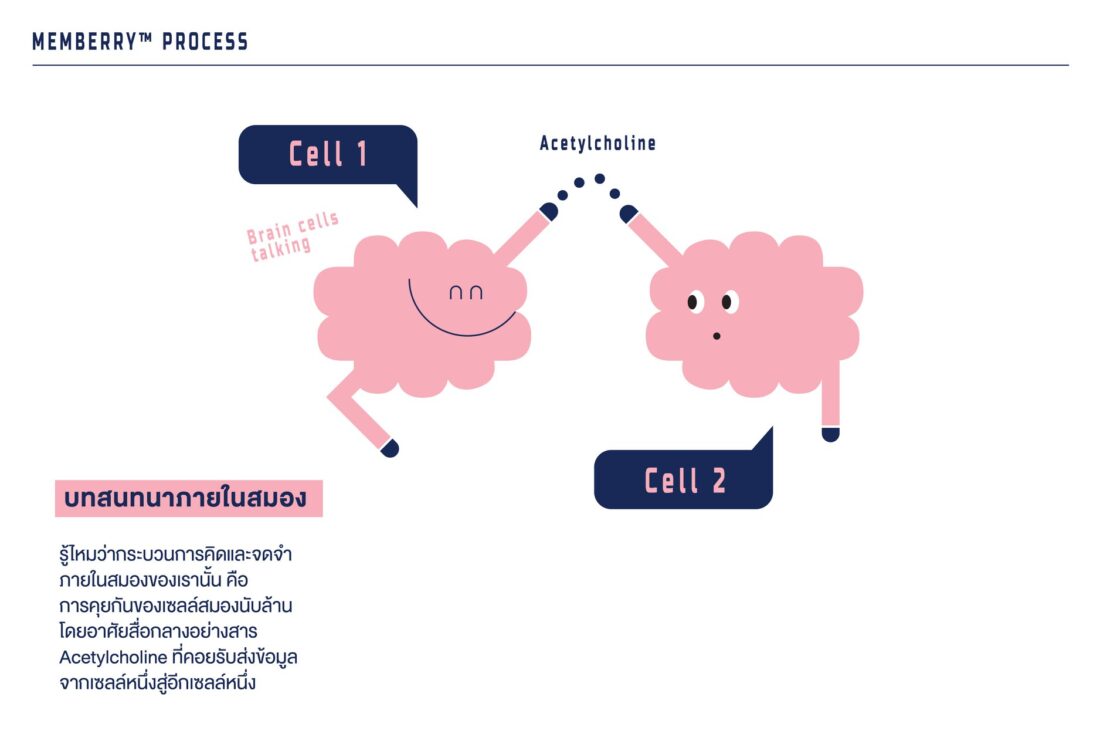 Yindee Design works Memberry11